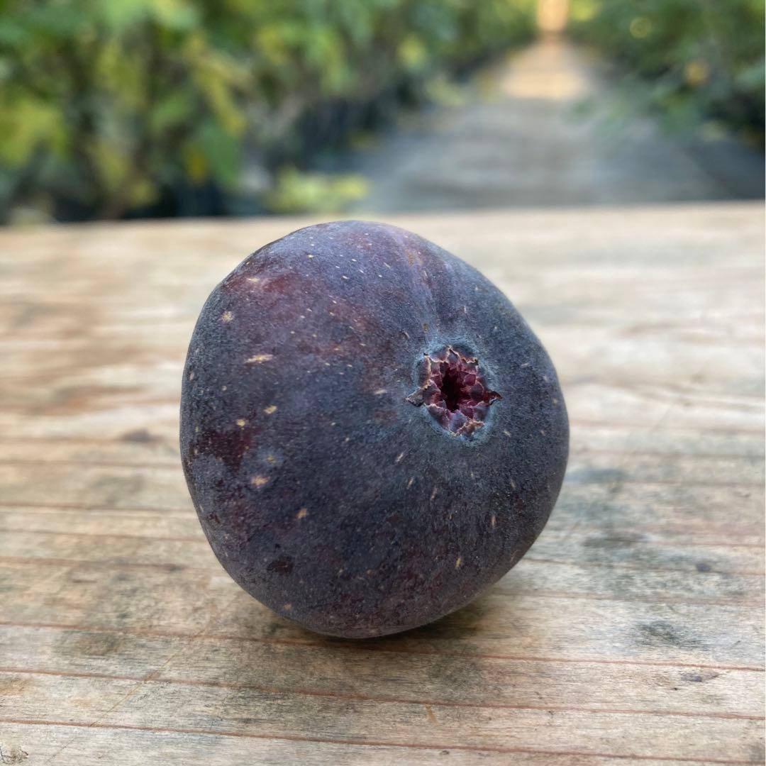 【挿木苗ラスト出品】Honey Plum 挿木苗 イチジク ぼか3点