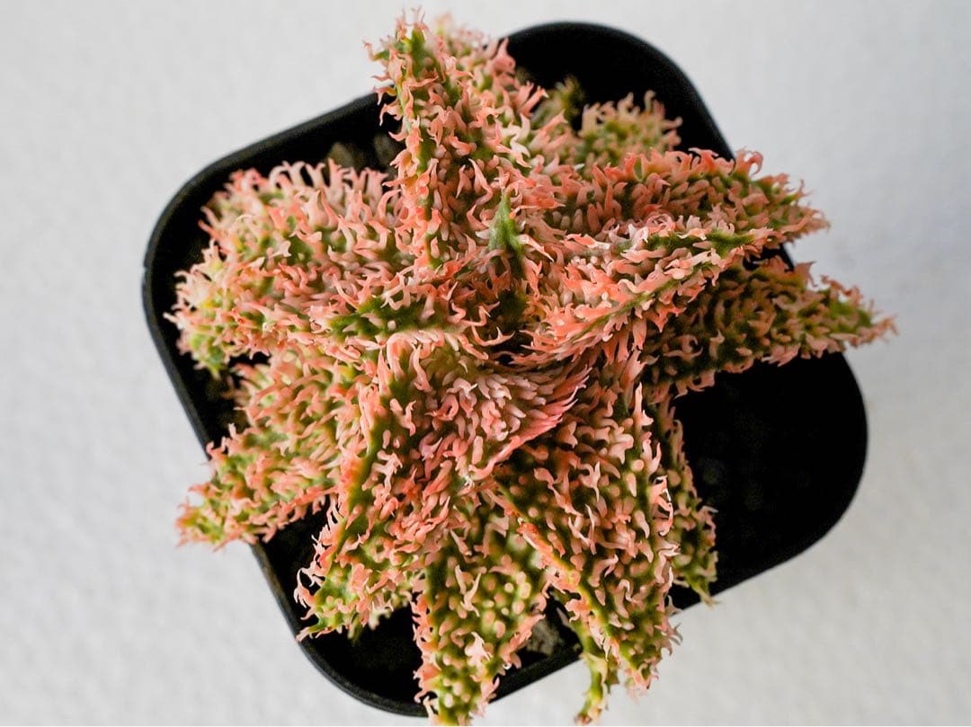 アロエハイブリッド