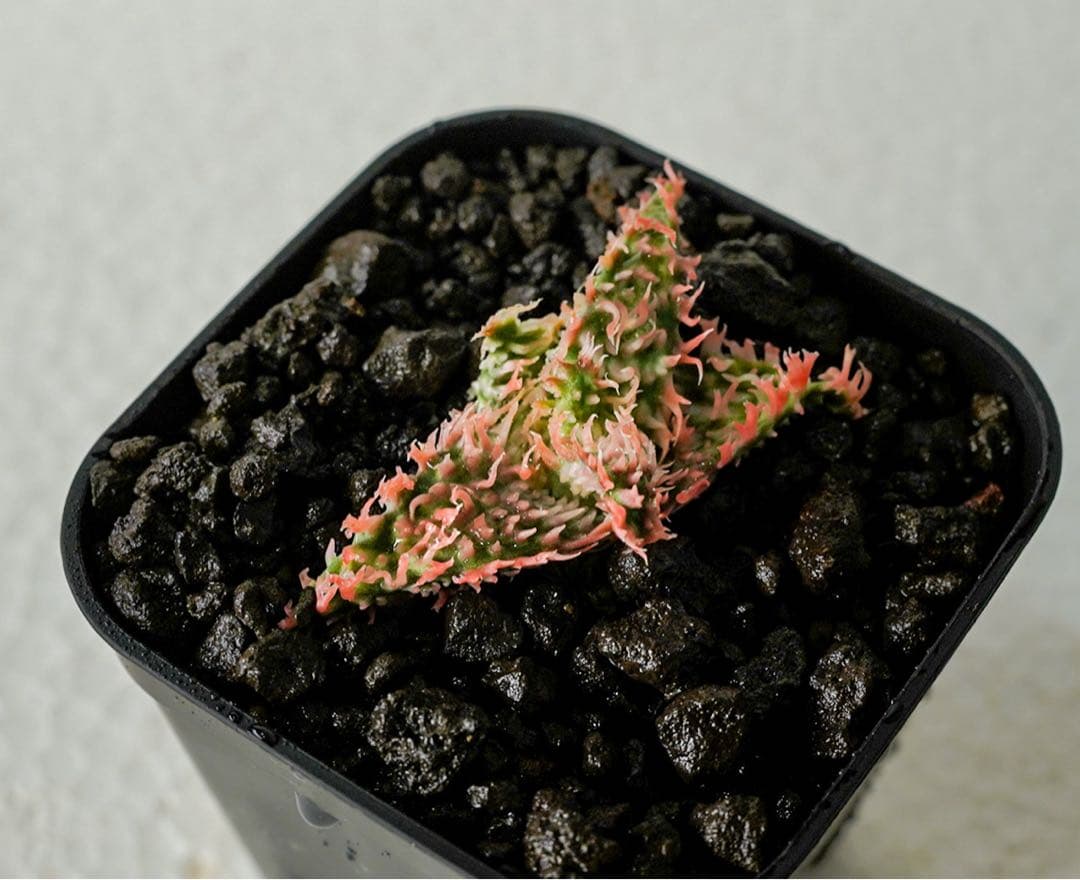 アロエハイブリッド