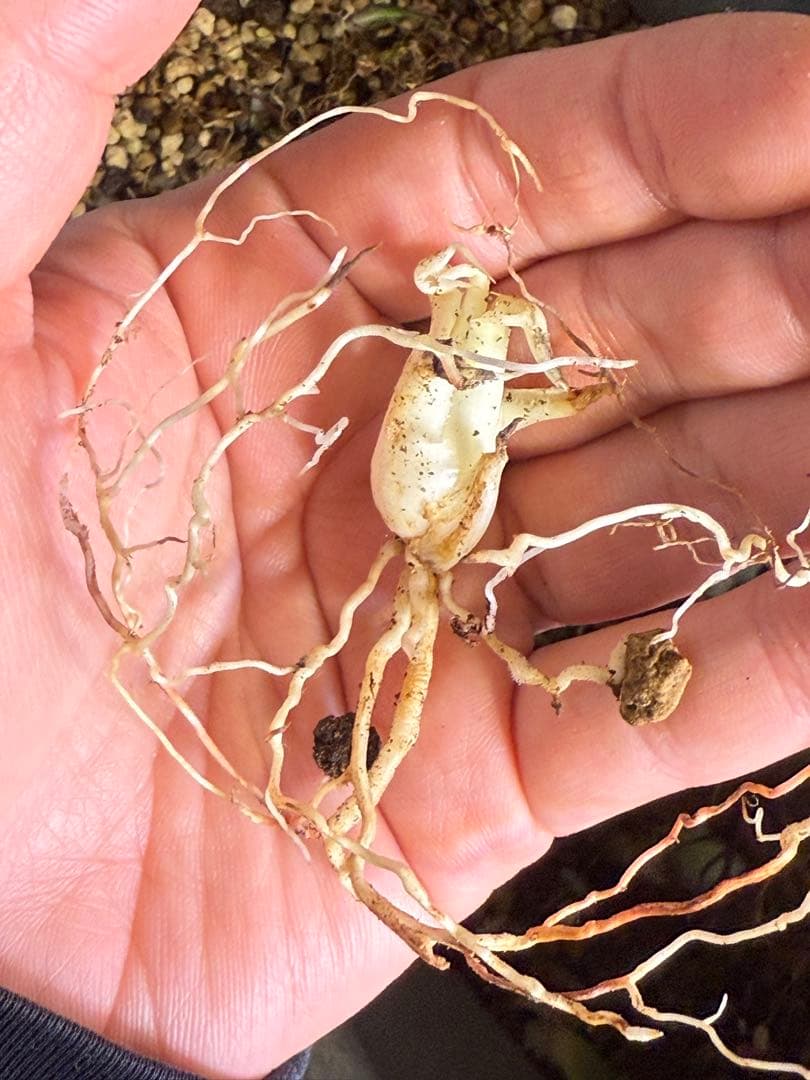 お*ん様 子株販売　超陽炎　実生株　ブルー葉　アガベ　ユタエンシス　エボリスピナ