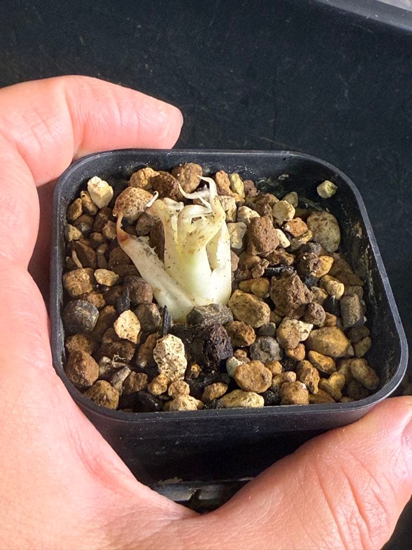 お*ん様 子株販売　超陽炎　実生株　ブルー葉　アガベ　ユタエンシス　エボリスピナ