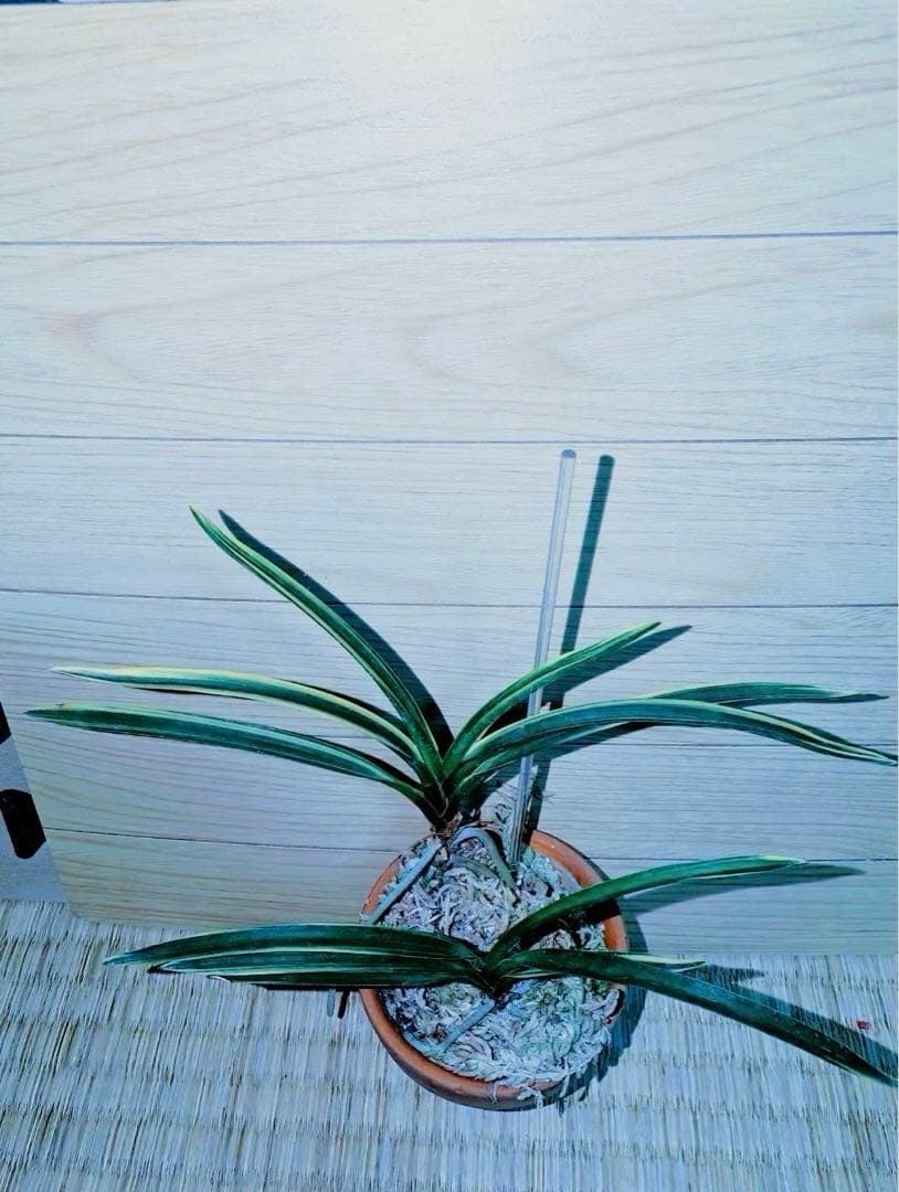 【迎春特別出品】富貴蘭「湖東錦」斑入り