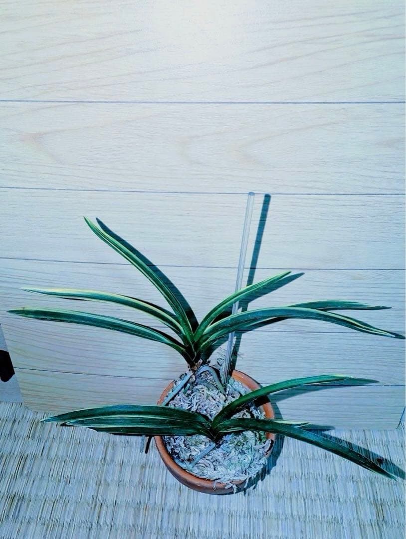 【迎春特別出品】富貴蘭「湖東錦」斑入り