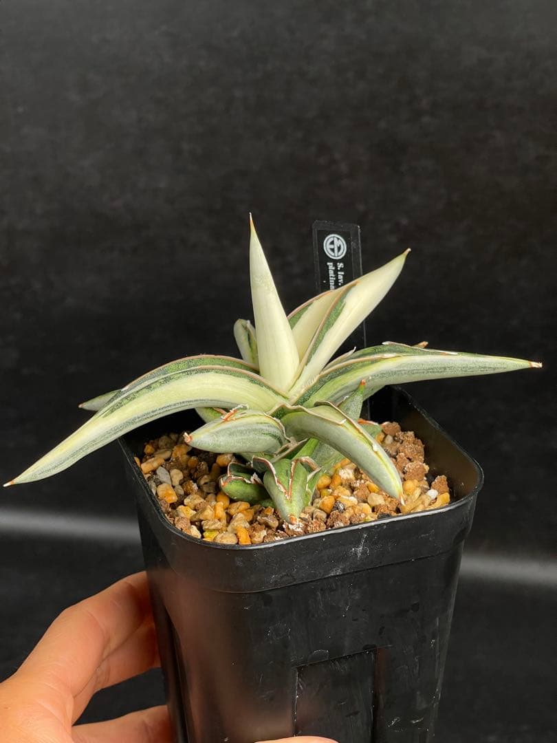 EMP サンセベリア Lav.1970 白斑 new ver. / SA425