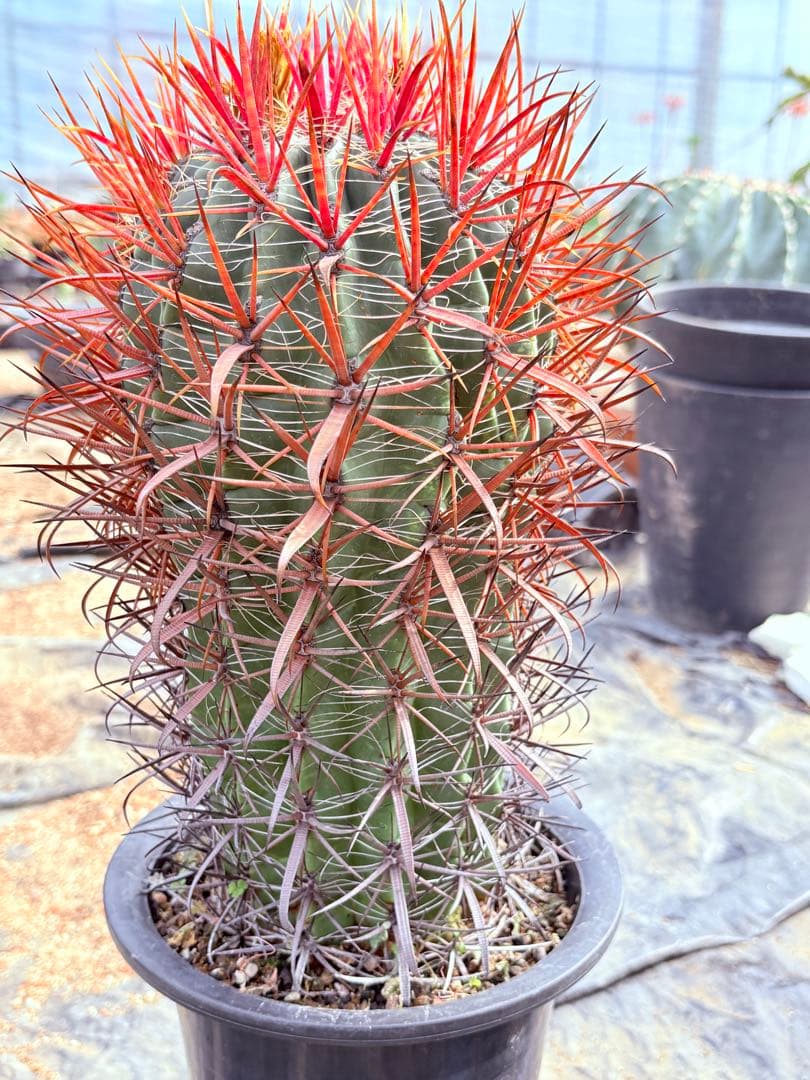サボテン フェロカクタス 赤棘金冠竜