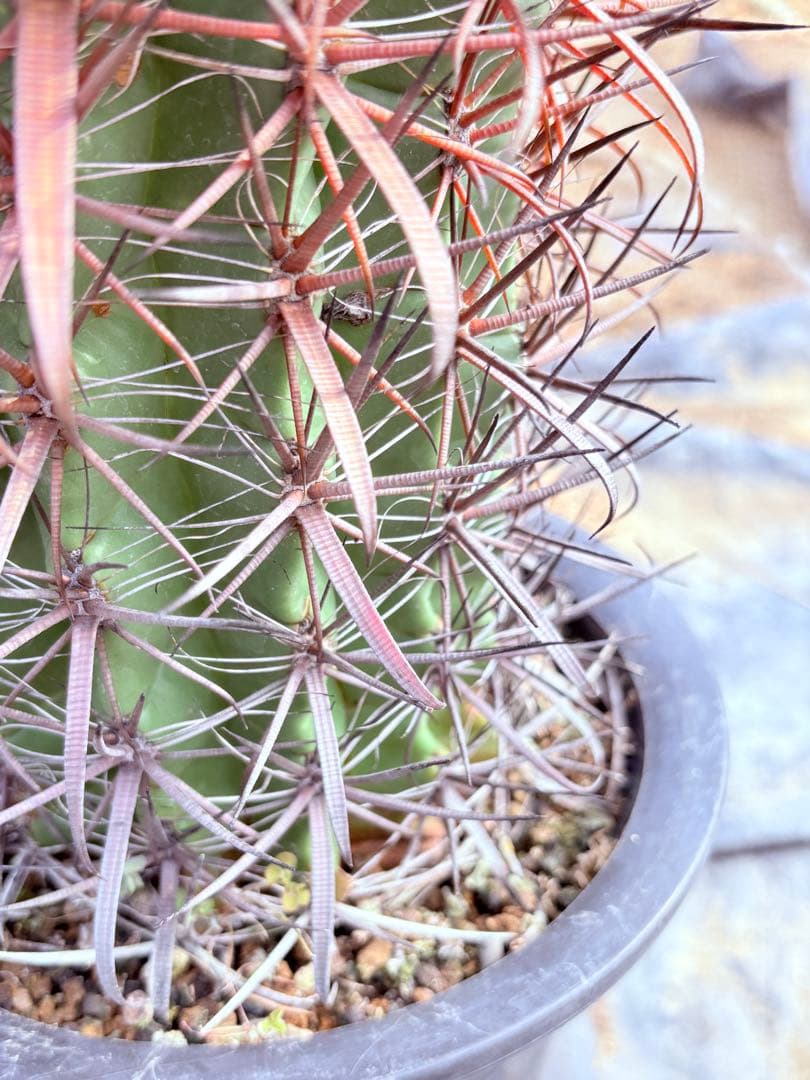 サボテン フェロカクタス 赤棘金冠竜