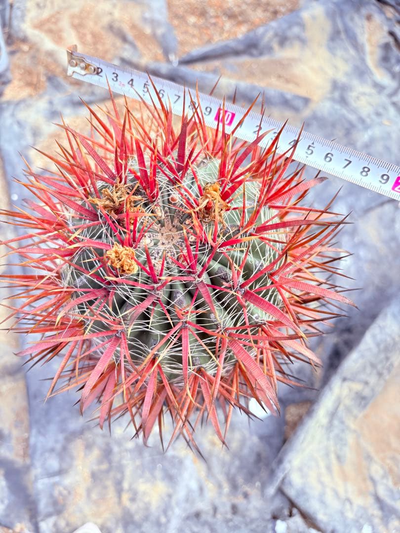 サボテン フェロカクタス 赤棘金冠竜