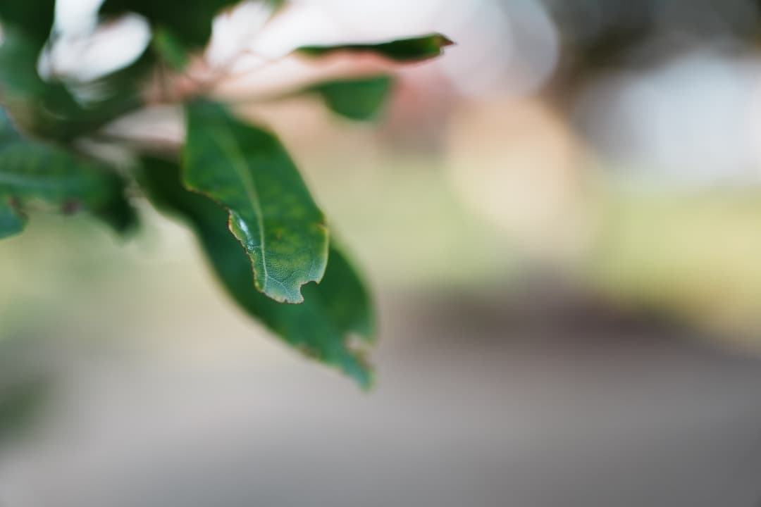 Sony GM 35mm F1.4 SEL35F14GM 保証残 完動品 美品