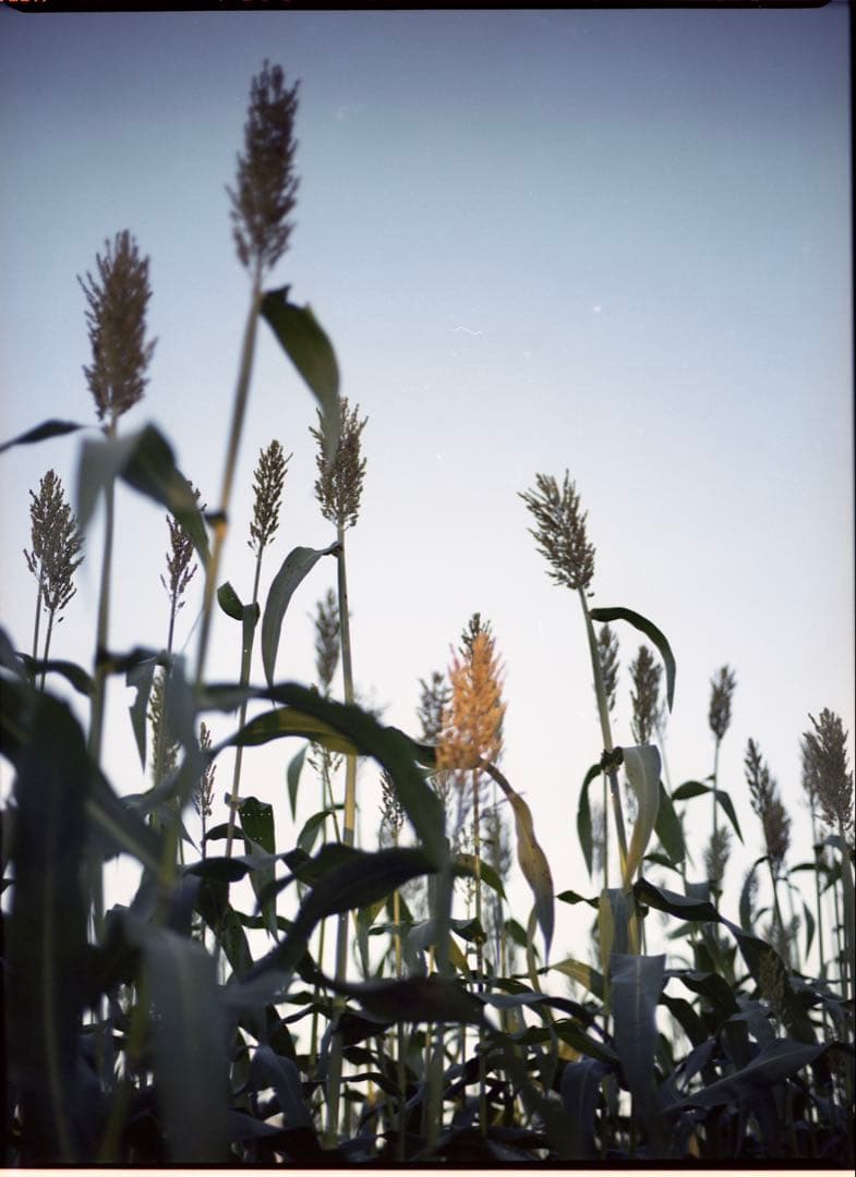 Mamiya 645 super ボディ AEファインダー