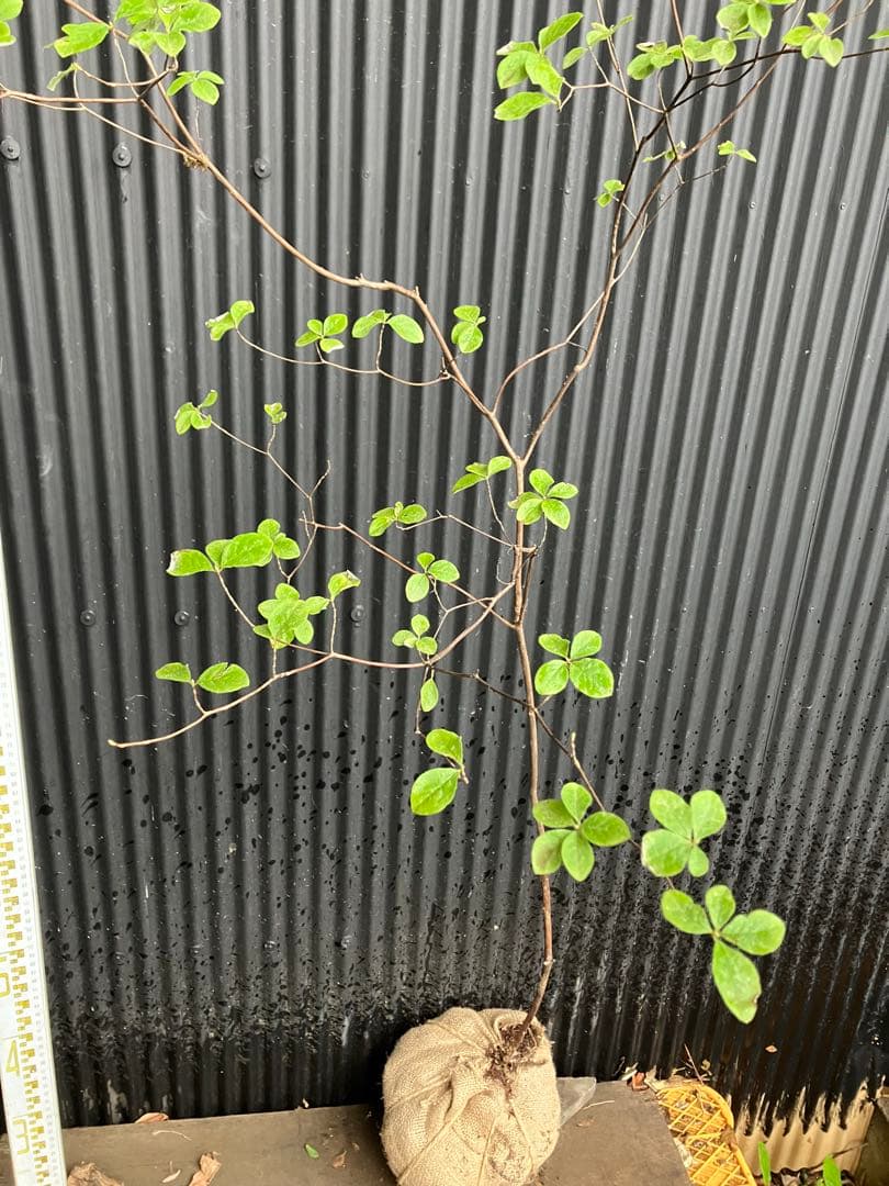 山採り　ウスギヨウラク