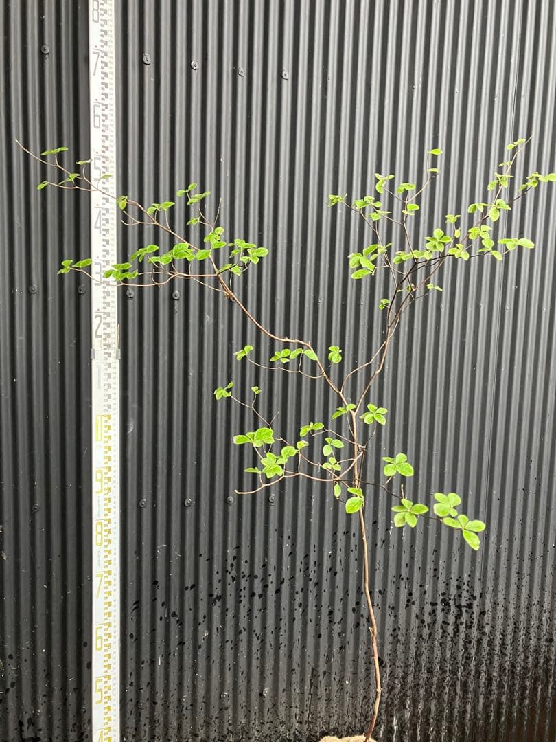 山採り　ウスギヨウラク