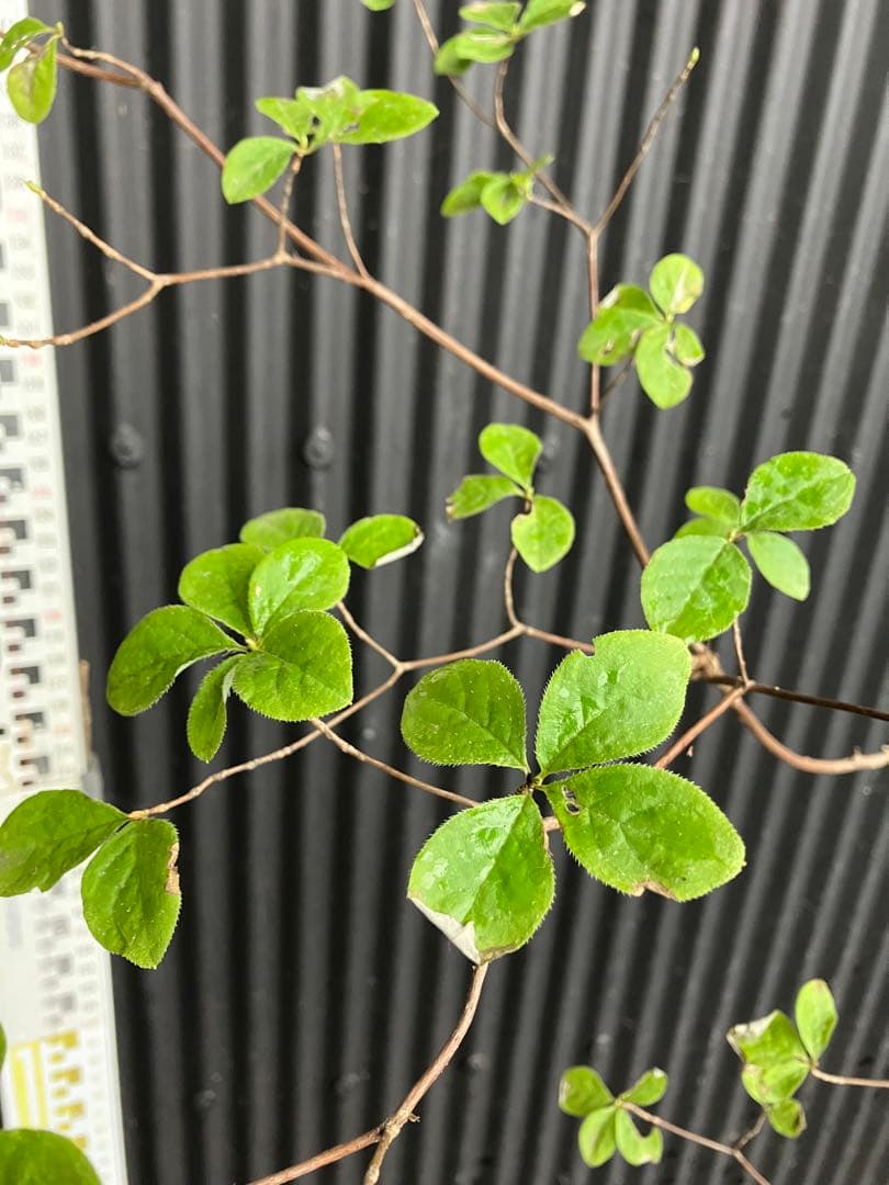 山採り　ウスギヨウラク