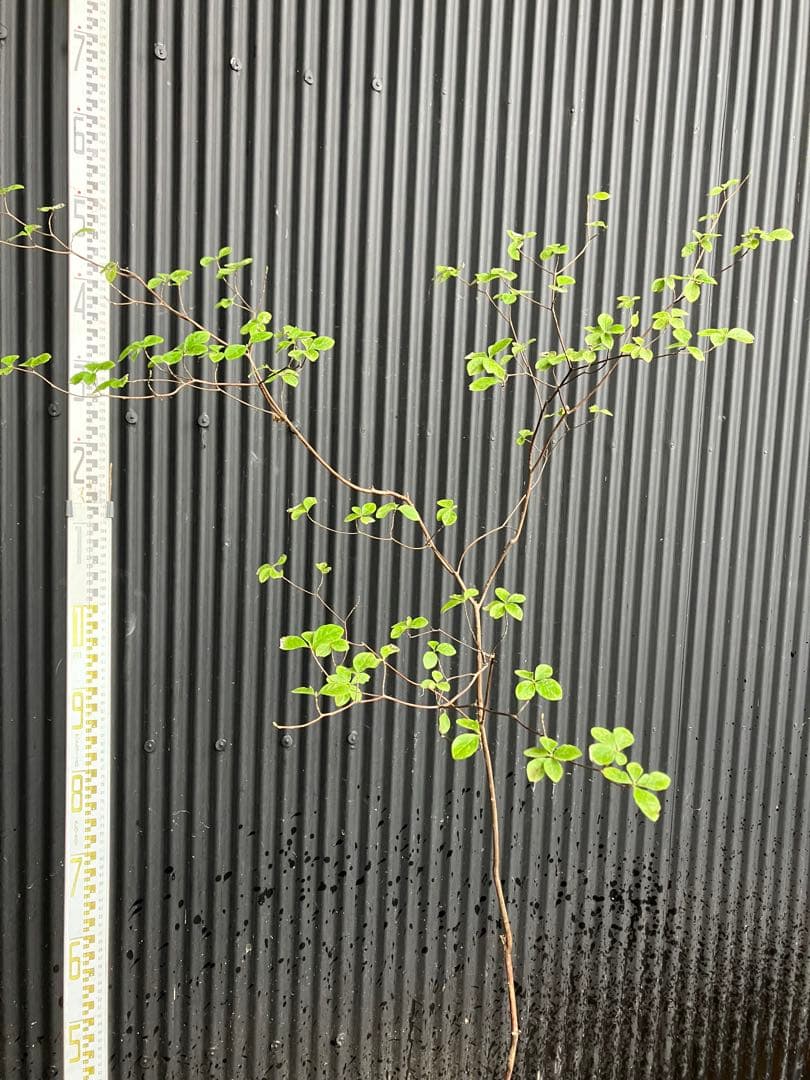 山採り　ウスギヨウラク