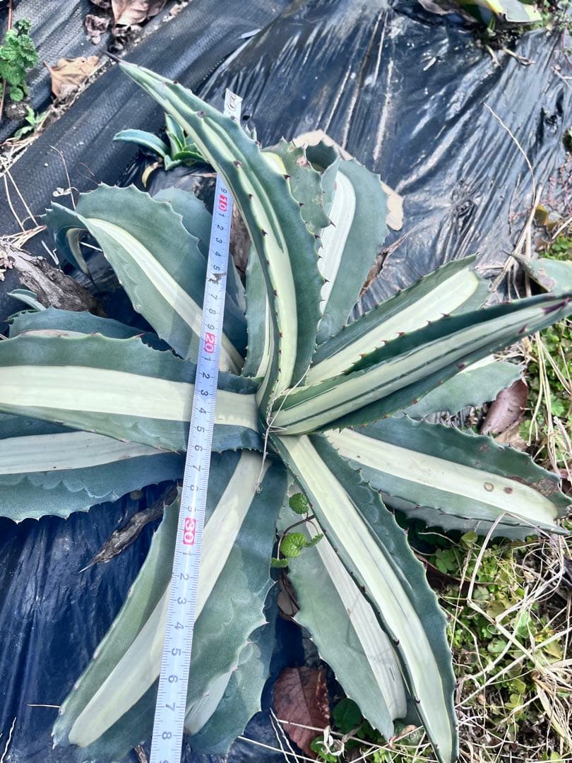 【大株】アガベ　アメリカーナ　華厳　メディオピクタアルバ