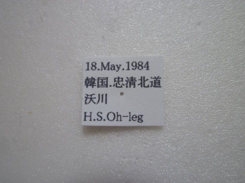 【外国産蝶標本】アカボシウスバ♀♂/韓国.沃川産/♀72mm♂73mm