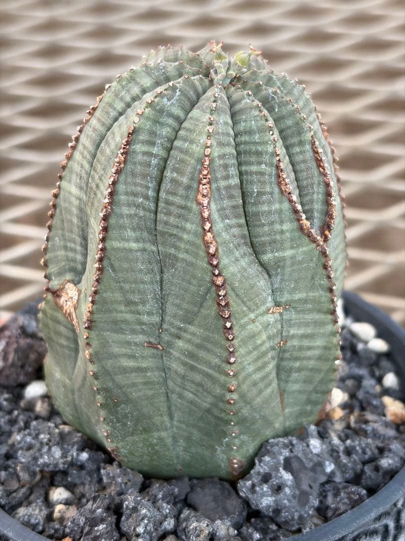 オベサ　幅6.4cmの高さ7.4cm ユーフォルビア 9稜　メス