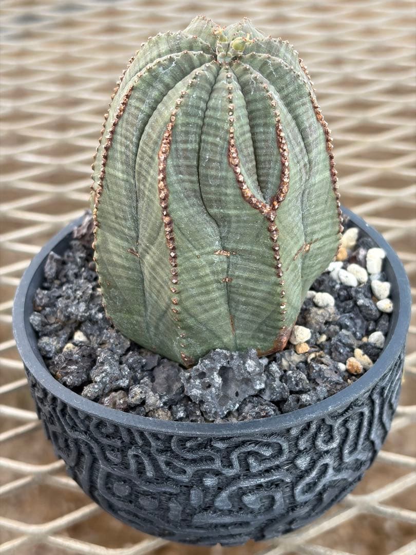 オベサ　幅6.4cmの高さ7.4cm ユーフォルビア 9稜　メス