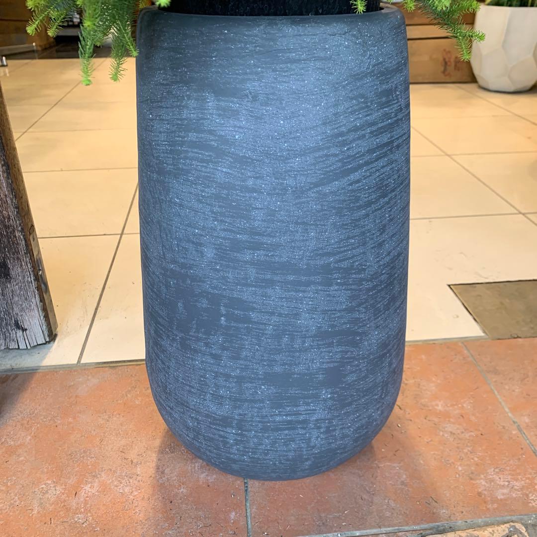 バーゼリア ラヌギノーサ ファイバー鉢