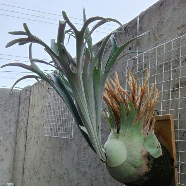 ビカクシダ p.veitchii auburn 　ベイチー