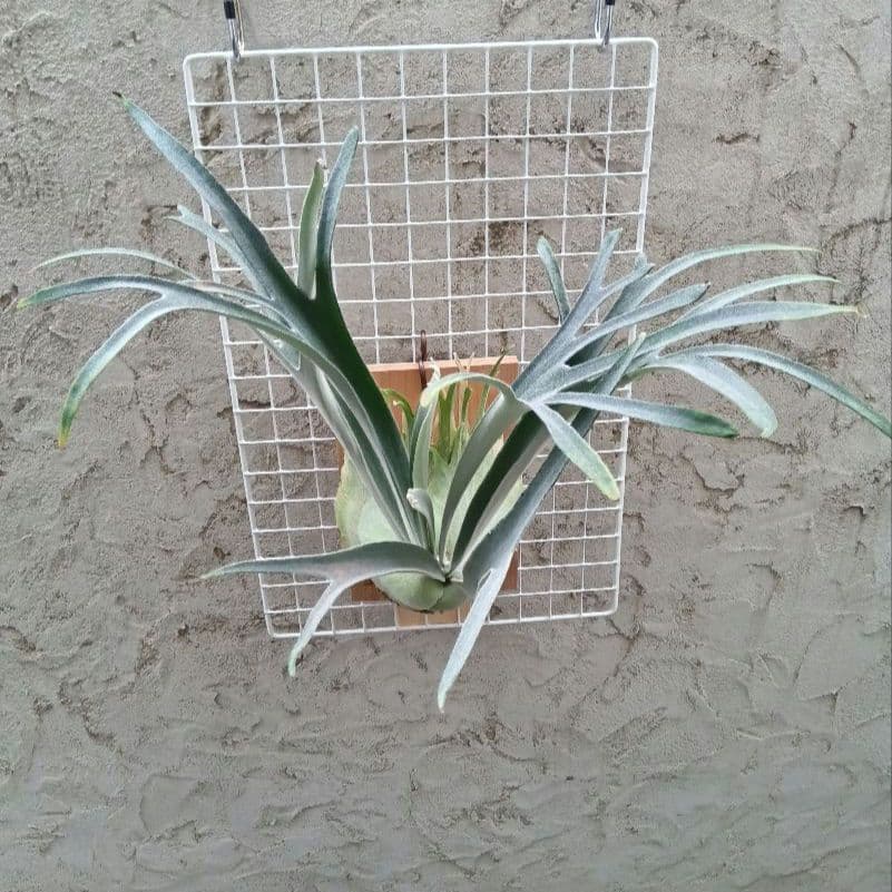 ビカクシダ p.veitchii auburn 　ベイチー