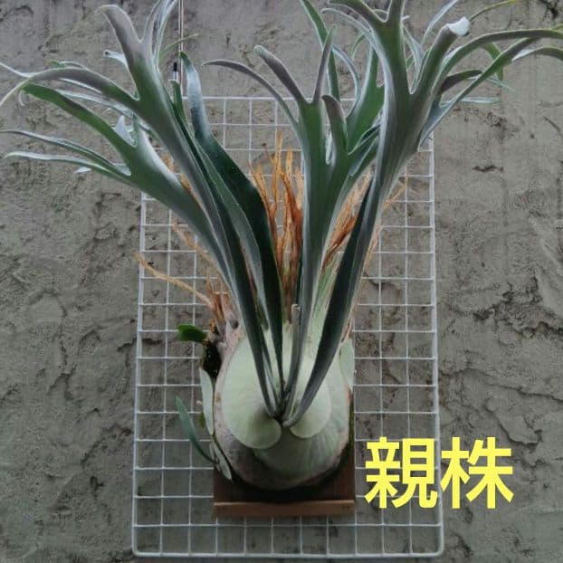 ビカクシダ p.veitchii auburn 　ベイチー