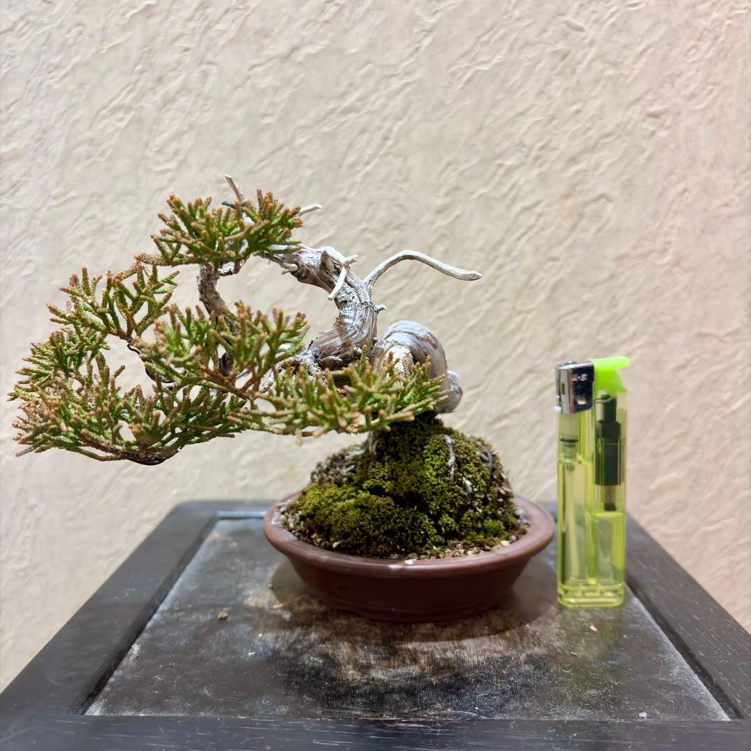 樹高11.5㎝　真柏　捻転　舎利　鉢　山秋　小品盆栽　黒松　五葉松　赤松　紅葉