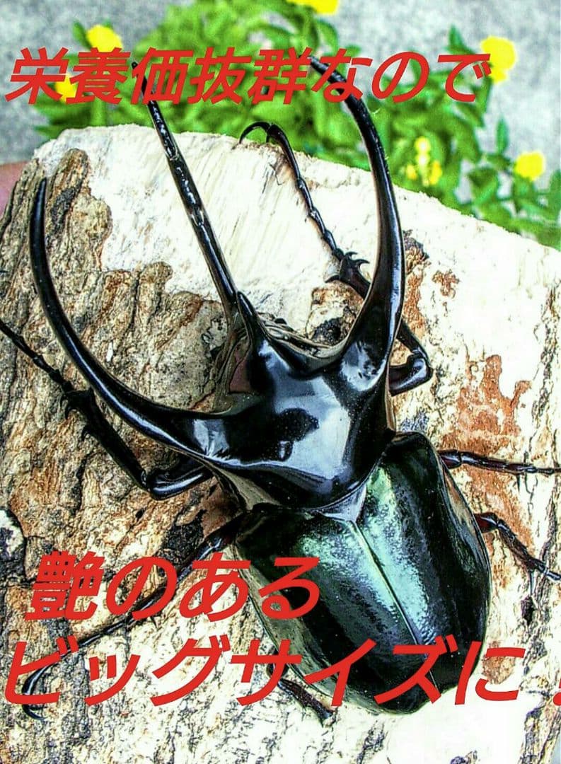 幼虫が巨大化します！ヒマラヤひらたけ発酵マット☆産卵にも抜群！クヌギ100%原料