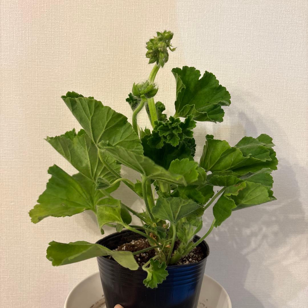 蕾２つローズ八重咲きゼラニウム　希少品種ゼラニウム　レア品種ゼラニウムWR01