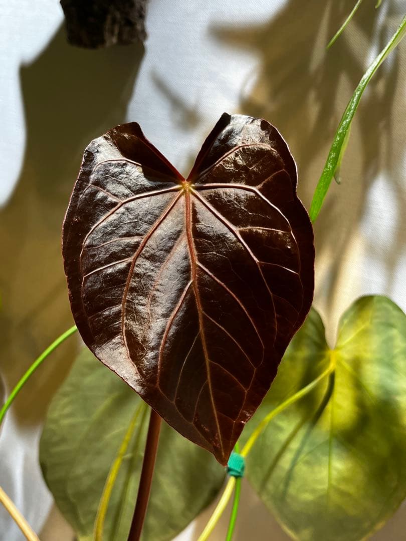 【潤☆】Anthurium'Red Dark Phoenix'