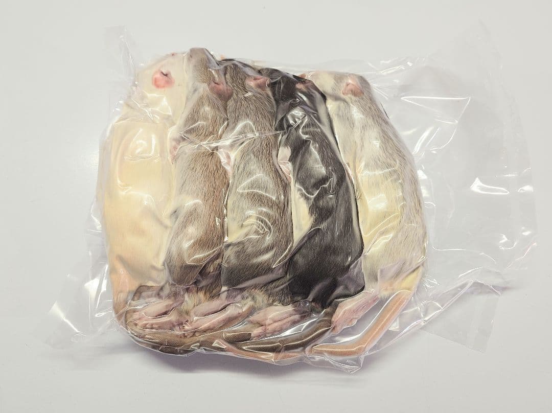 冷凍ラット 300g以上 30匹セット