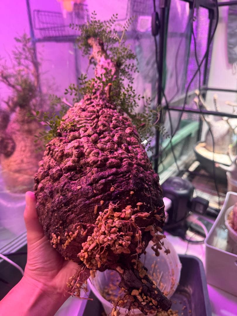 インボイス発行可 オペルクリカリア パキプス 幹幅16㎝ 発根済み 三州みやび鉢