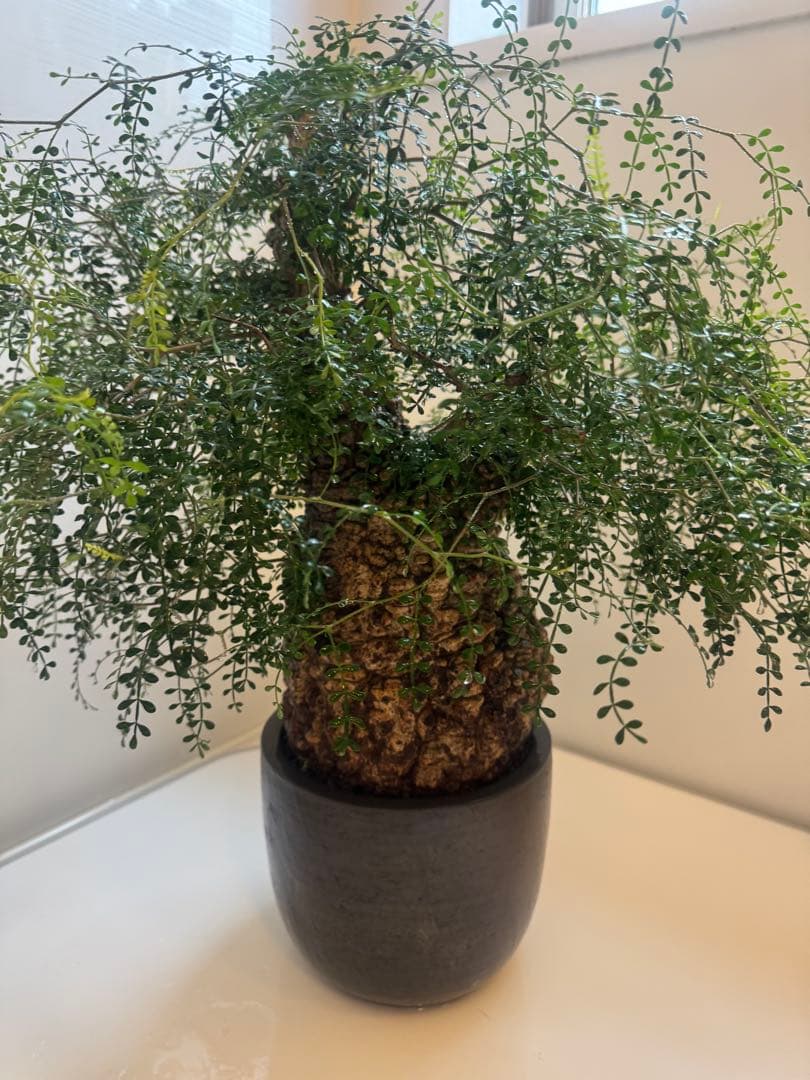 インボイス発行可 オペルクリカリア パキプス 幹幅16㎝ 発根済み 三州みやび鉢