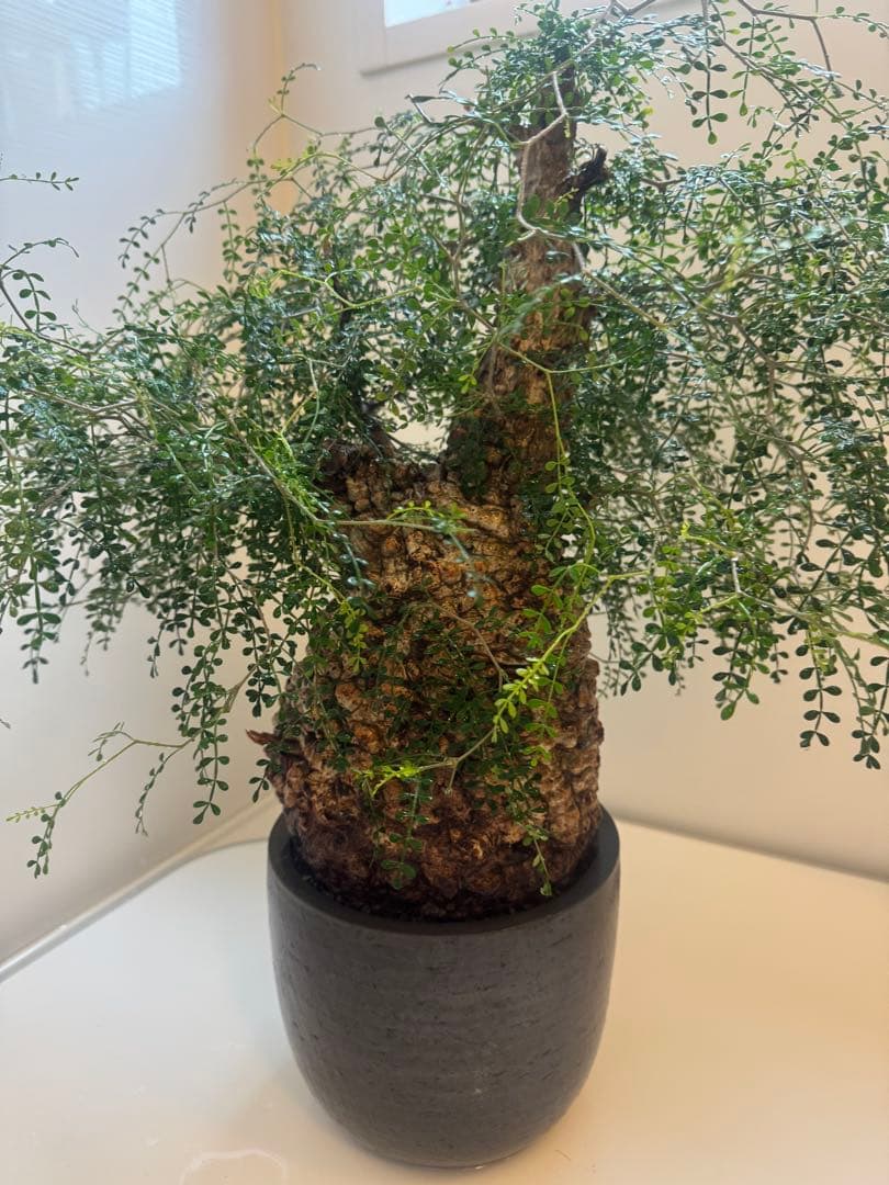 インボイス発行可 オペルクリカリア パキプス 幹幅16㎝ 発根済み 三州みやび鉢