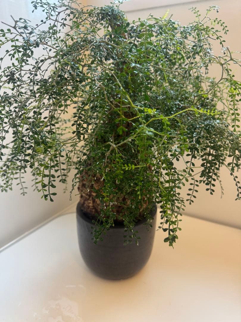 インボイス発行可 オペルクリカリア パキプス 幹幅16㎝ 発根済み 三州みやび鉢