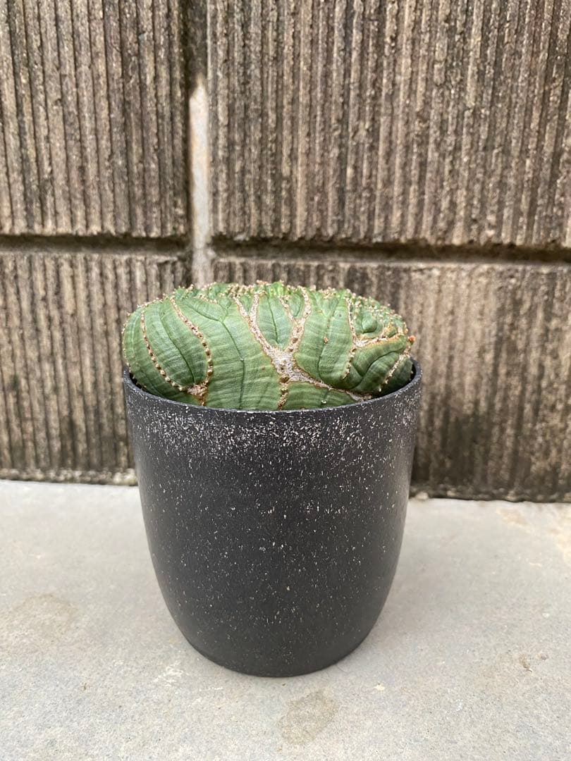 オベサ　綴化　厳選　コレクション株　ユーフォルビア