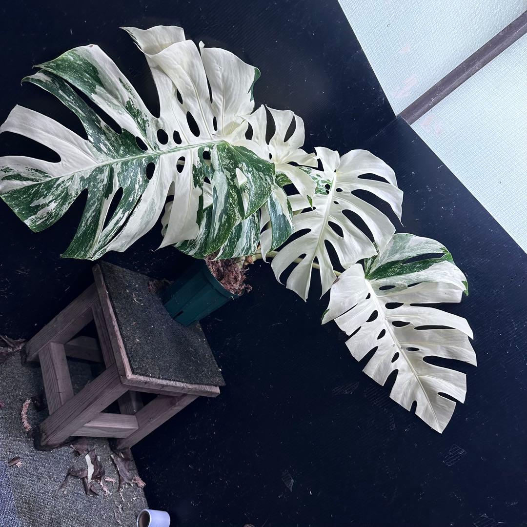 ぱ*に様 斑入りモンステラ ホワイトタイガー極美大株53cm白斑多
