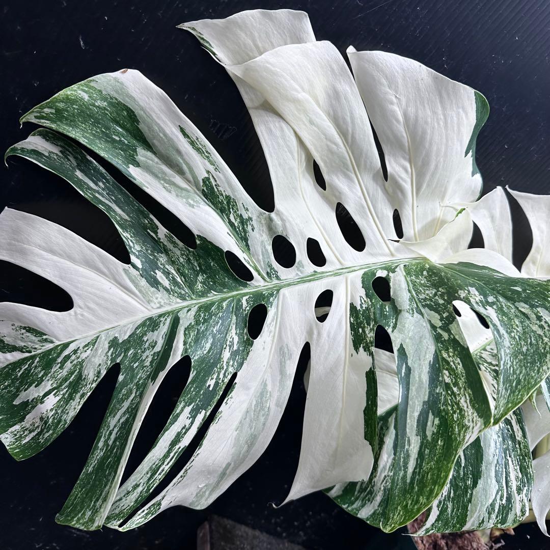 ぱ*に様 斑入りモンステラ ホワイトタイガー極美大株53cm白斑多