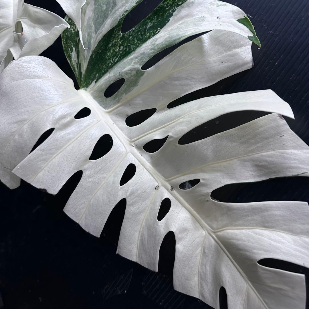 ぱ*に様 斑入りモンステラ ホワイトタイガー極美大株53cm白斑多
