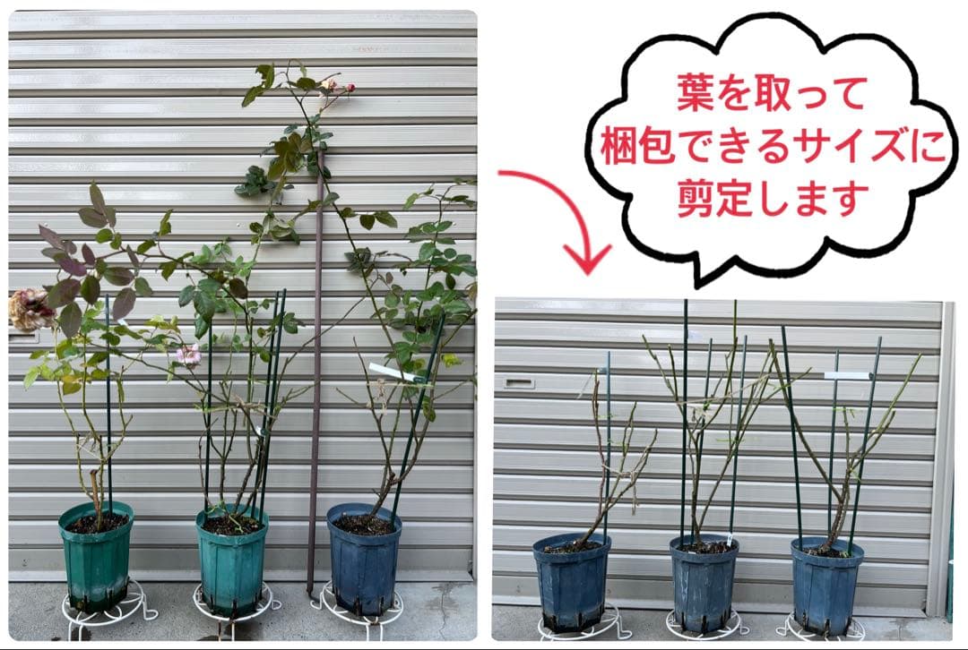 【同梱で２鉢目〜¥1000お値引き】上海ガール／バラ芽接ぎ苗／中苗／５号スリット