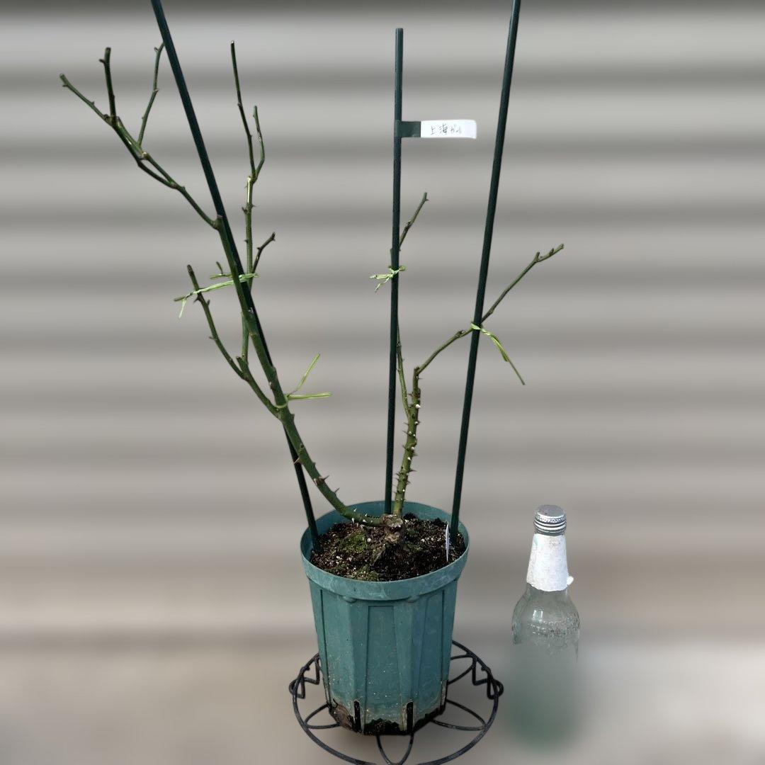 【同梱で２鉢目〜¥1000お値引き】上海ガール／バラ芽接ぎ苗／中苗／５号スリット