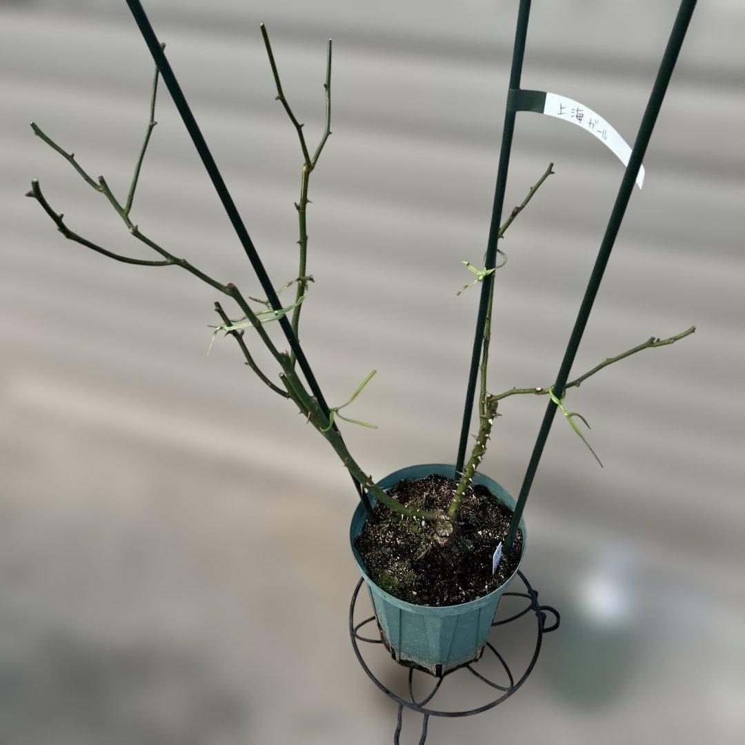 【同梱で２鉢目〜¥1000お値引き】上海ガール／バラ芽接ぎ苗／中苗／５号スリット