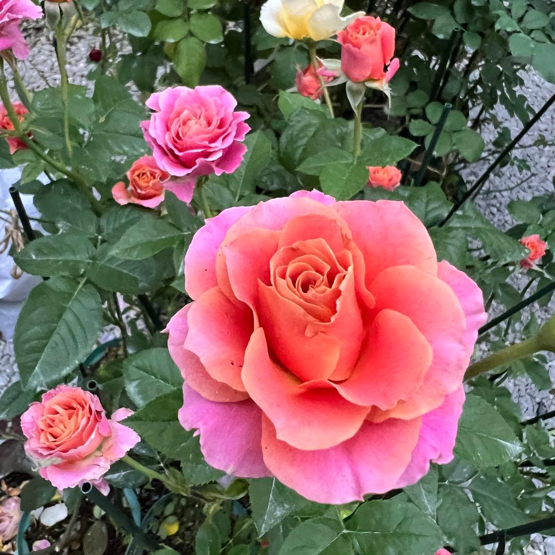 【同梱で２鉢目〜¥1000お値引き】上海ガール／バラ芽接ぎ苗／中苗／５号スリット