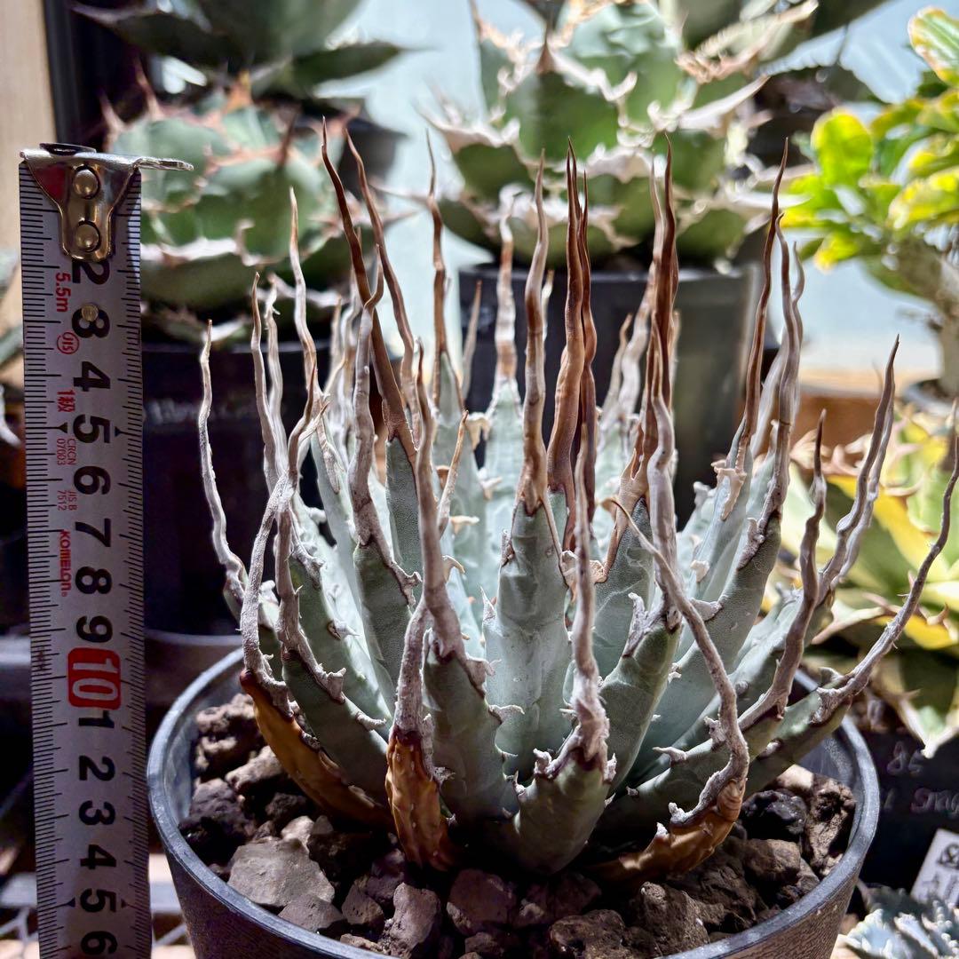 アガベ ユタエンシス　エボリスピナ　現地球