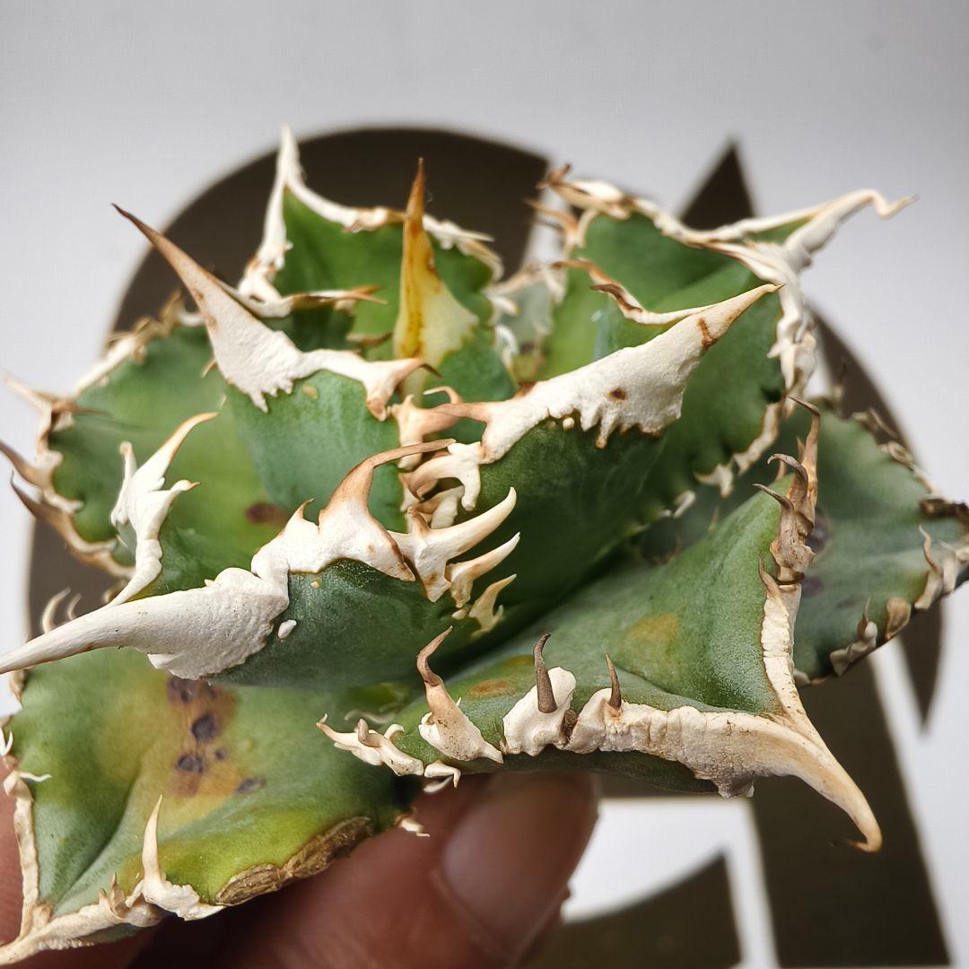 847【上澳園芸】 アガベ チタノタ shangao-008 白豪棘 良質子株