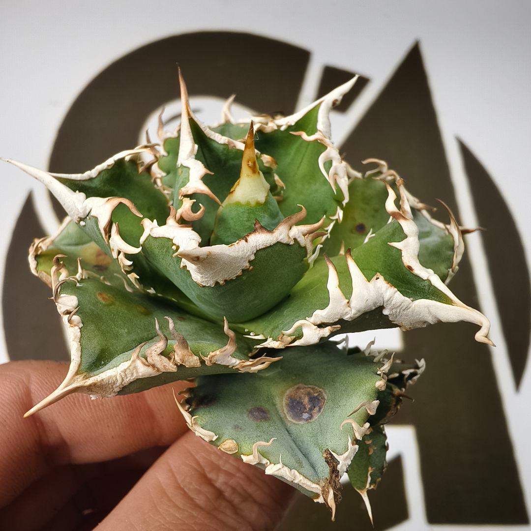 847【上澳園芸】 アガベ チタノタ shangao-008 白豪棘 良質子株