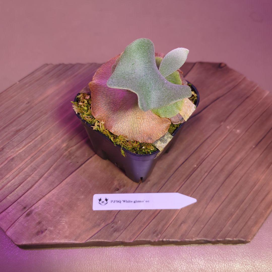 ＠*む様 【期間限定出品】P.FSQ 'White gizmo' oc/ビカクシ