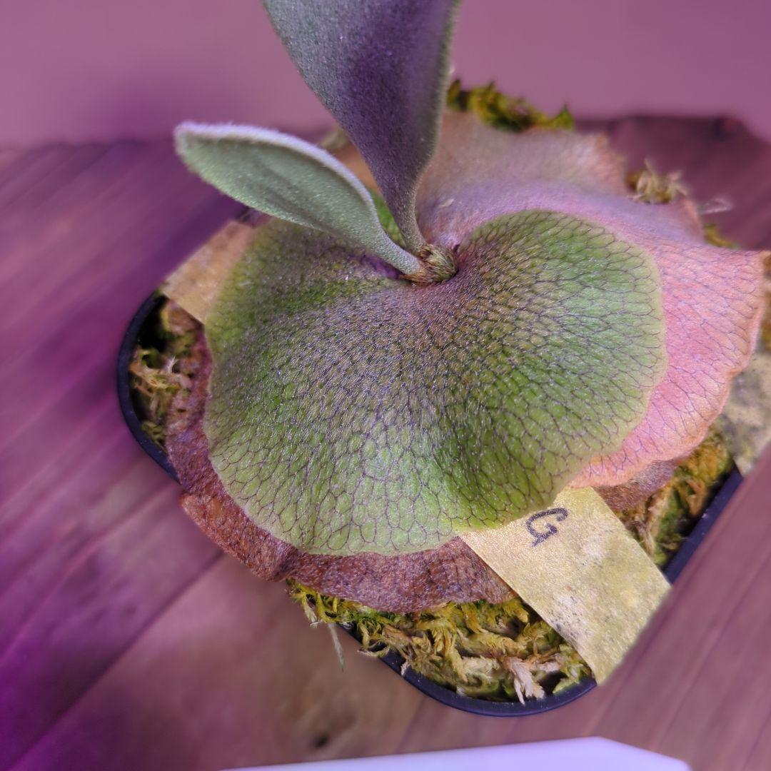 ＠*む様 【期間限定出品】P.FSQ 'White gizmo' oc/ビカクシ