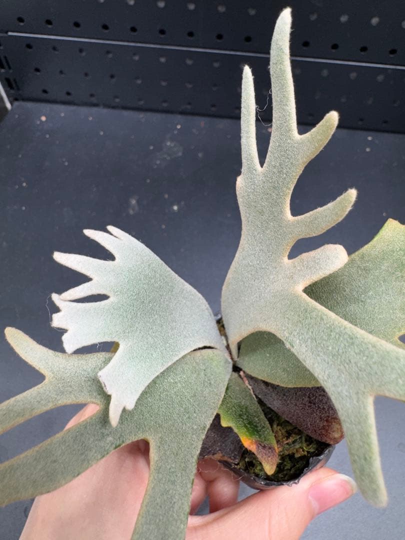 【平凡之鹿】YMDS Totoro HHRナーセリータグ付け #077