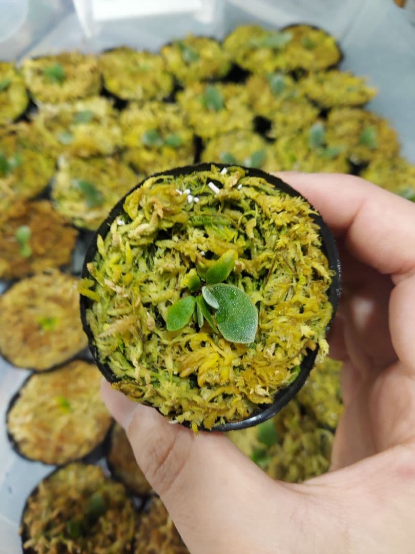 ドワーフ4株セット　胞子培養　ビカクシダ　コウモリラン