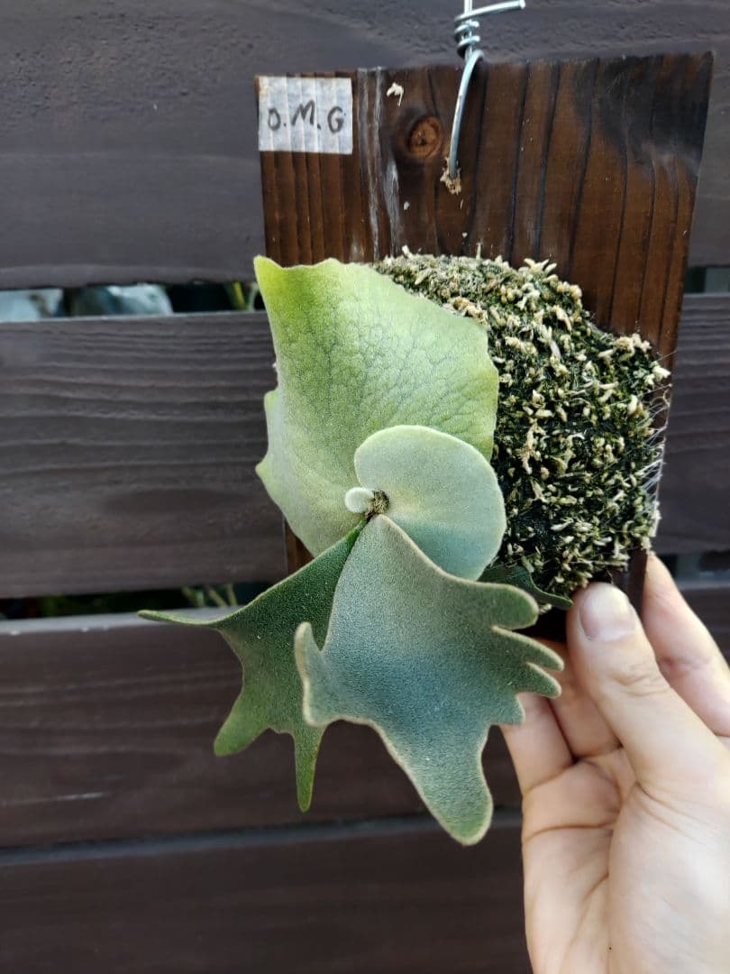 ドワーフ4株セット　胞子培養　ビカクシダ　コウモリラン